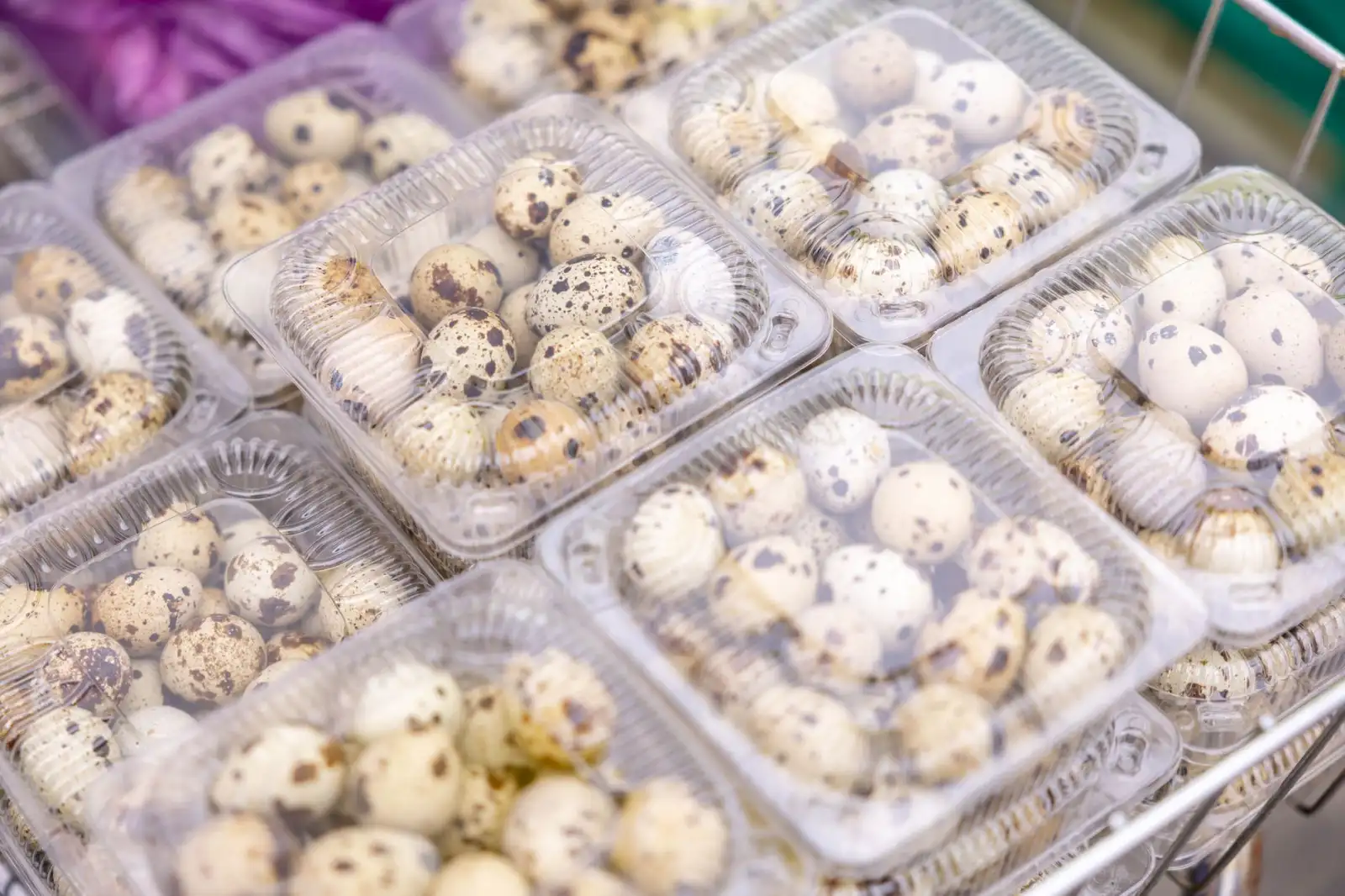 山东爱泽生物益生菌粉与益生菌胶囊的配方差异及适用场景分析