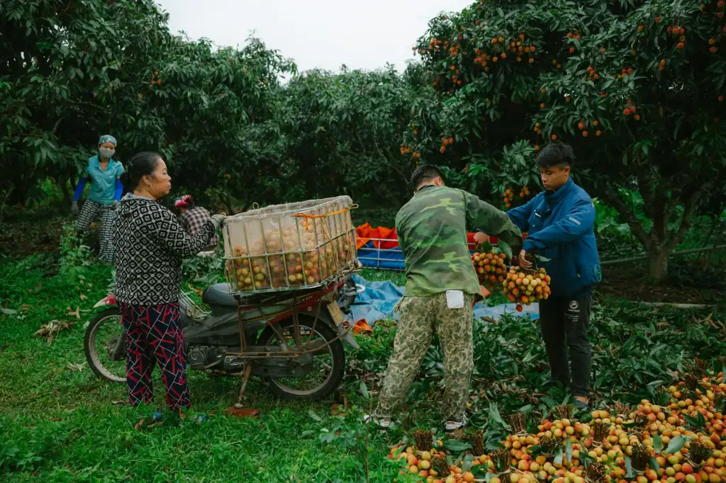 益生菌粉剂与胶囊剂型的活性稳定性对比分析