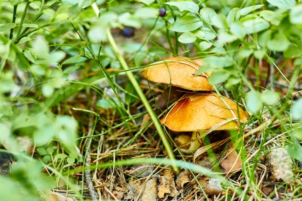山东爱泽益生菌粉与胶囊产品配方对比解析